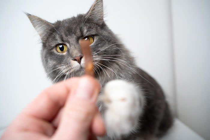 1.常に猫の要求に応じてしまう人, 2.四六時中べったり一緒にいる人, 3.過剰に感情移入する人, 4.日常に変化が少ない生活をしている人