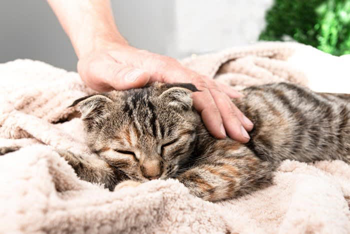 1.常に猫の要求に応じてしまう人, 2.四六時中べったり一緒にいる人, 3.過剰に感情移入する人, 4.日常に変化が少ない生活をしている人