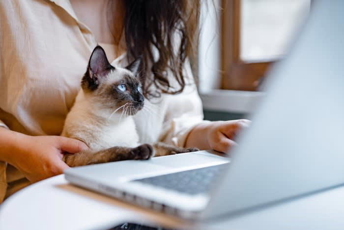1.常に猫の要求に応じてしまう人, 2.四六時中べったり一緒にいる人, 3.過剰に感情移入する人, 4.日常に変化が少ない生活をしている人