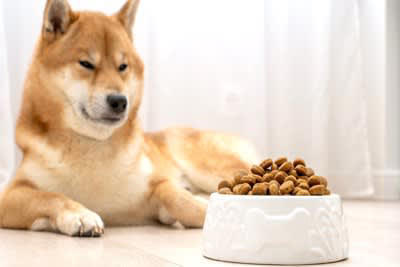 犬がフードと合っていないときにみせるサイン, 1.うんちの状態が悪くなる, 2.消化不良を引き起こす, 3.短期間に体重の増減がある, 4.皮膚を痒がる, 5.食べ残すまたは食べない, 愛犬に適した食事の選び方