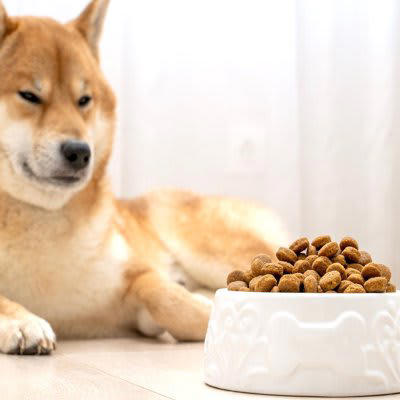 犬がフードと合っていないときにみせるサイン, 1.うんちの状態が悪くなる, 2.消化不良を引き起こす, 3.短期間に体重の増減がある, 4.皮膚を痒がる, 5.食べ残すまたは食べない, 愛犬に適した食事の選び方