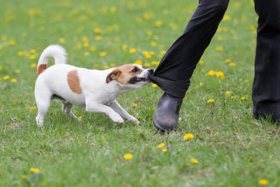 犬が「飼い主を守ろうとしている」ときに見せる4つのサイン, 1.飼い主と他の人や犬の間に割り込む, 2.唸る・吠える・威嚇, 3.常に飼い主の側にいる, 4.誰かが近づくと吠える, 犬が「飼い主を守ろう」とする心理, 「飼い主を守ろうとする」行動のデメリットとは