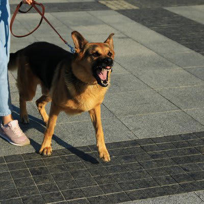 犬が「飼い主を守ろうとしている」ときに見せる4つのサイン, 1.飼い主と他の人や犬の間に割り込む, 2.唸る・吠える・威嚇, 3.常に飼い主の側にいる, 4.誰かが近づくと吠える, 犬が「飼い主を守ろう」とする心理, 「飼い主を守ろうとする」行動のデメリットとは