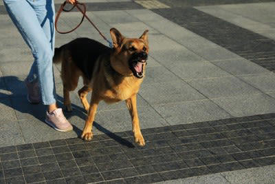 犬が「飼い主を守ろうとしている」ときに見せる4つのサイン, 1.飼い主と他の人や犬の間に割り込む, 2.唸る・吠える・威嚇, 3.常に飼い主の側にいる, 4.誰かが近づくと吠える, 犬が「飼い主を守ろう」とする心理, 「飼い主を守ろうとする」行動のデメリットとは