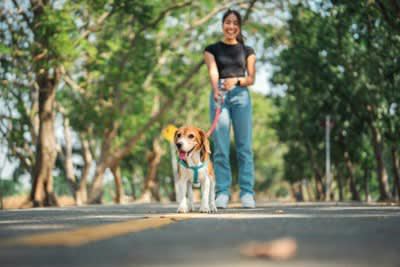 犬が「飼い主を守ろうとしている」ときに見せる4つのサイン, 1.飼い主と他の人や犬の間に割り込む, 2.唸る・吠える・威嚇, 3.常に飼い主の側にいる, 4.誰かが近づくと吠える, 犬が「飼い主を守ろう」とする心理, 「飼い主を守ろうとする」行動のデメリットとは
