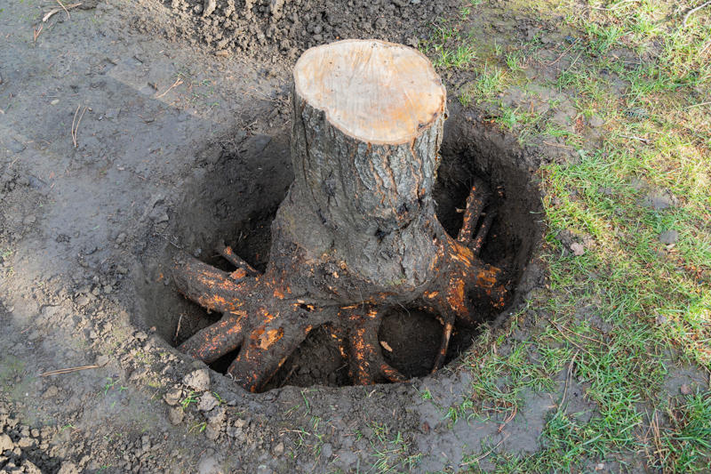 How to kill a tree stump, 1. Use chemicals—with care—to kill a tree stump, 2. Grind the tree stump out, 3. Kill the stump with fire, 4. The “natural” method: time, patience, and salt to kill a tree stump, Frequently asked questions, What household products kill tree stumps?, What is the fastest way to kill a tree stump and roots?, How long does it take to kill a tree stump?, What is the fastest way to remove a tree stump?, What are the reasons to kill a tree stump?, Can a tree grow back from a tree stump?