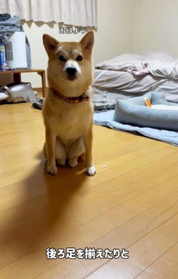 「ネコ科の柴犬」誕生のきっかけ, ネットでも「猫みたい！」と盛り上がり, 柴犬と猫、意外な共通点も, 癒やしと笑いを届ける「3シバ女子」
