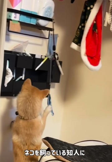 「ネコ科の柴犬」誕生のきっかけ, ネットでも「猫みたい！」と盛り上がり, 柴犬と猫、意外な共通点も, 癒やしと笑いを届ける「3シバ女子」