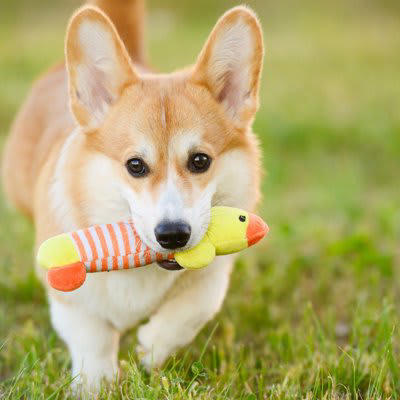 1.適切な食事を与えること, 2.適切な運動量を確保すること, 3.愛犬だけの安心空間を与えること, 4.必要最低限のしつけをすること
