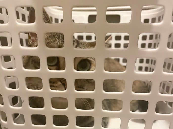 猫が『カゴに入りたがる』4つのワケ, 1.本能的に安心できるから, 2.温度調節しやすいから, 3.匂いに惹かれるから, 4.なかなかカゴに入るチャンスがないから, 猫用カゴを選ぶなら、どんなタイプがいい？