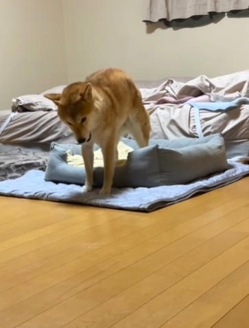 「ネコ科の柴犬」誕生のきっかけ, ネットでも「猫みたい！」と盛り上がり, 柴犬と猫、意外な共通点も, 癒やしと笑いを届ける「3シバ女子」