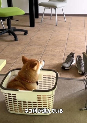 「ネコ科の柴犬」誕生のきっかけ, ネットでも「猫みたい！」と盛り上がり, 柴犬と猫、意外な共通点も, 癒やしと笑いを届ける「3シバ女子」
