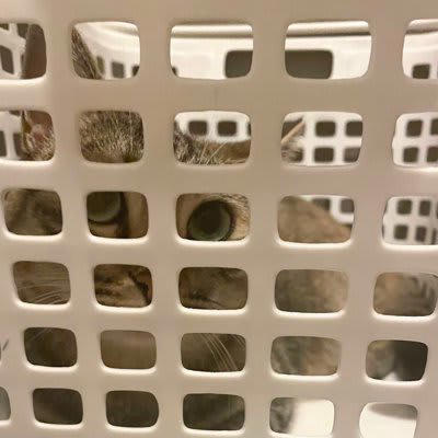 猫が『カゴに入りたがる』4つのワケ, 1.本能的に安心できるから, 2.温度調節しやすいから, 3.匂いに惹かれるから, 4.なかなかカゴに入るチャンスがないから, 猫用カゴを選ぶなら、どんなタイプがいい？