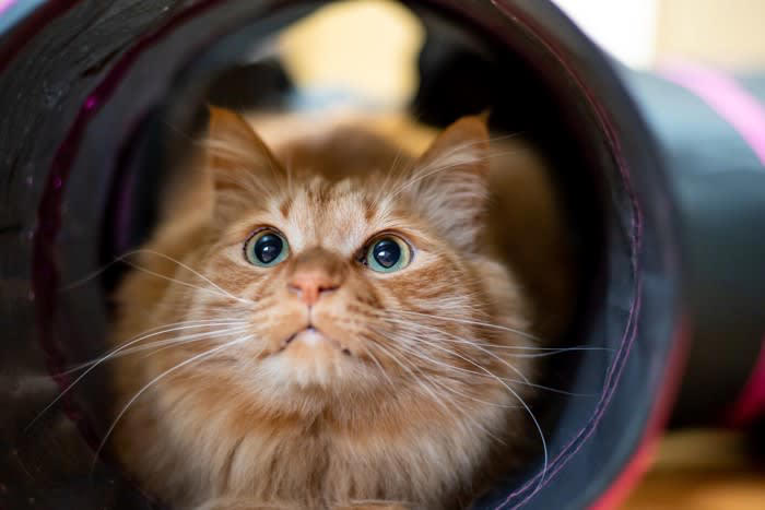 1.おやつを入れた猫用知育玩具で気を引く, 2.猫の気分が乗っているときに遊びに誘う, 3.体力のない猫には低い場所で遊べるおもちゃを, 猫が動きたがらない理由とは？