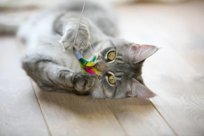 1.おやつを入れた猫用知育玩具で気を引く, 2.猫の気分が乗っているときに遊びに誘う, 3.体力のない猫には低い場所で遊べるおもちゃを, 猫が動きたがらない理由とは？