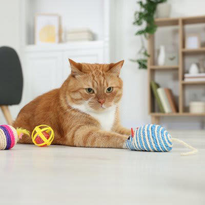1.おやつを入れた猫用知育玩具で気を引く, 2.猫の気分が乗っているときに遊びに誘う, 3.体力のない猫には低い場所で遊べるおもちゃを, 猫が動きたがらない理由とは？