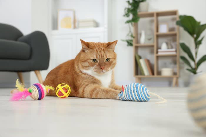 1.おやつを入れた猫用知育玩具で気を引く, 2.猫の気分が乗っているときに遊びに誘う, 3.体力のない猫には低い場所で遊べるおもちゃを, 猫が動きたがらない理由とは？