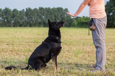 犬が「飼い主を守ろうとしている」ときに見せる4つのサイン, 1.飼い主と他の人や犬の間に割り込む, 2.唸る・吠える・威嚇, 3.常に飼い主の側にいる, 4.誰かが近づくと吠える, 犬が「飼い主を守ろう」とする心理, 「飼い主を守ろうとする」行動のデメリットとは