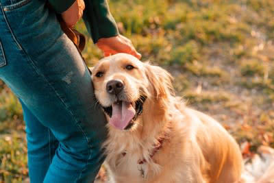 犬が「飼い主を守ろうとしている」ときに見せる4つのサイン, 1.飼い主と他の人や犬の間に割り込む, 2.唸る・吠える・威嚇, 3.常に飼い主の側にいる, 4.誰かが近づくと吠える, 犬が「飼い主を守ろう」とする心理, 「飼い主を守ろうとする」行動のデメリットとは