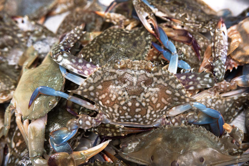 Live Crabs Live Crabs, Hot Meals, Umbrellas, Gold Bars, Fresh Flowers, Fresh Bread, Live Insects, Fireworks, What These Machines Say About Us