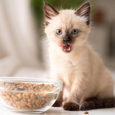 愛猫の健康を守る『キャットフードの選び方』3選, 1. 成分表示を正しく読む, 2.ライフステージに合ったフードを選ぶ, 3.「総合栄養食」を選ぶ, フードが“合っているか”を見極めるチェックポイント