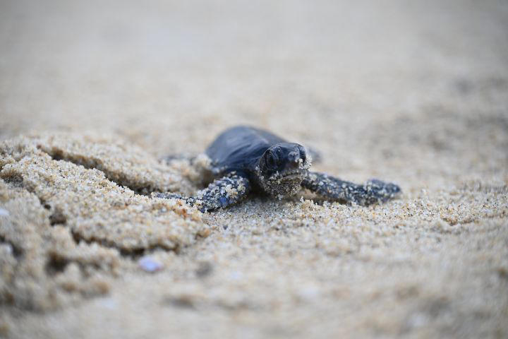Real action, local impact, Kijal Beach, a precious nesting ground, Conservation tourism in action, Looking ahead