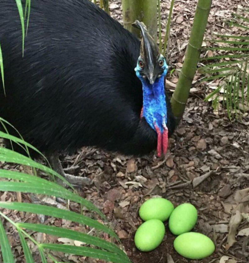 1. Man made of fire, 2. A proud-looking Cassowary (a flightless bird native to Australia, New Guinea, and the Moluccas) and its vibrant green eggs, 3. A wife got out of a bug landing on her husband and decided his tee was the perfect spot to lay her eggs, 4. An orange gas cloud in the sky, which was a result of an accident at a nearby industrial plant, 5. This washed-up angler fish that lives 8,000+ feet deep, 6. This shot of the inside of a telephone cable, 7. An iPhone with no cameras that is given to nuclear plant workers, 8. Rare jellyfish caught at the surface, 9. Ocean underwater lake, 10. These odd bulbous mammatus storm clouds, 11. Firework that didn´t launch, but still detonated, 12. This 18-inch heavy metal item with glass, 13. A small wooden box with three circular compartments, 14. A rounded ball was taken out of an Ohio lake, 15. A nail with a strange number was found in a window, 16. Upside-down reflection in a hand mirror, 17. A rounded metal ball found at the bottom of Yaupon Beach, Oak Island, 18. Hard material found inside a lipstick, 19. A steel bar found with the word "Puritan" engraved from an old house in England