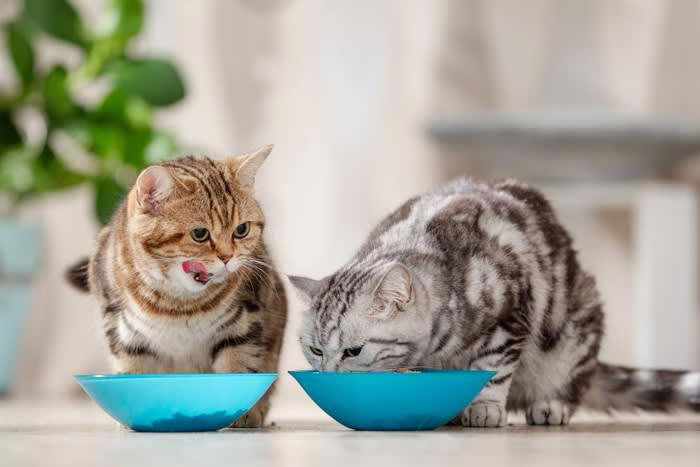 愛猫の健康を守る『キャットフードの選び方』3選, 1. 成分表示を正しく読む, 2.ライフステージに合ったフードを選ぶ, 3.「総合栄養食」を選ぶ, フードが“合っているか”を見極めるチェックポイント