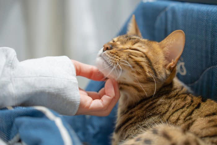 突然の体調不良・けがには？, 1.かかりつけの病院・獣医師, 2.救急対応可の病院, 猫が脱走した／迷子を保護したら？, 4.動物愛護センター, 5.地域の警察署, 長期間、留守番させることになったら？, 6.ペットシッター, 7.ペットホテル