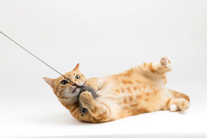 1.猫の「猫らしさ」を尊重する, 2.「安全で刺激のある環境」を提供する, 3.小さな異変を見逃さない, 4.猫の気持ちを理解できる