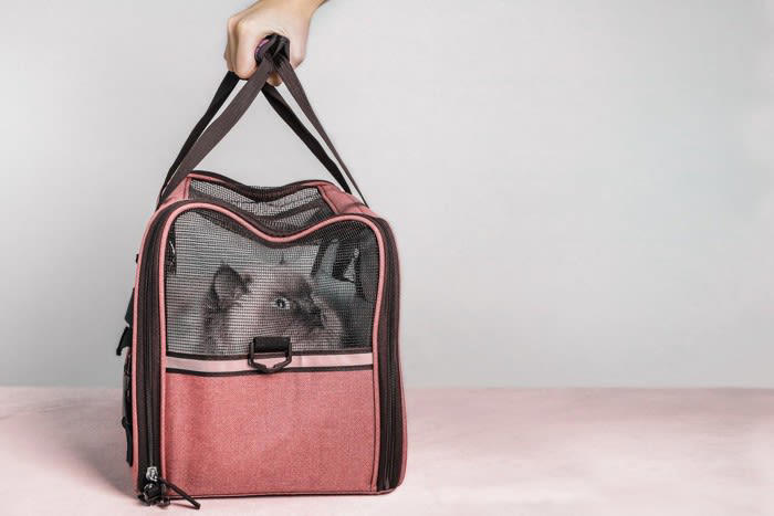1.猫の「猫らしさ」を尊重する, 2.「安全で刺激のある環境」を提供する, 3.小さな異変を見逃さない, 4.猫の気持ちを理解できる