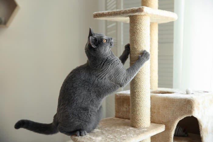 1.猫の「猫らしさ」を尊重する, 2.「安全で刺激のある環境」を提供する, 3.小さな異変を見逃さない, 4.猫の気持ちを理解できる