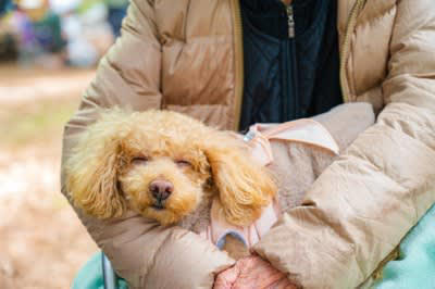 犬が『膝の上に乗ってくる』心理4選, 2.安心感を求めている, 3.リラックスして休みたい, 4.遊んでほしい, 犬が膝に乗ってきたときに注意すべき状況とは