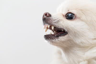犬が『膝の上に乗ってくる』心理4選, 2.安心感を求めている, 3.リラックスして休みたい, 4.遊んでほしい, 犬が膝に乗ってきたときに注意すべき状況とは