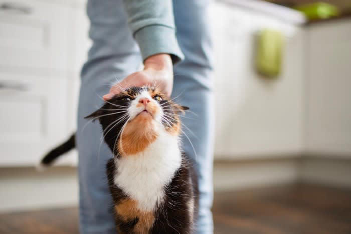 いい飼い方：完全室内飼い, 悪い飼い方：外への行き来を自由にする, いい飼い方：猫用品を充実させる, 悪い飼い方：猫のための設備がない, いい飼い方：こまめに動物病院に連れていく, 悪い飼い方：動物病院に行くのを避ける, 4.スキンシップ, いい飼い方：猫のペースに合わせる, 悪い飼い方：自分勝手に触ろうとする