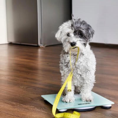 犬の痩せすぎによる危険な症状や注意すべきこと, 筋力や体力不足、発育不全, 栄養不足による病気, 急激なダイエットは危険, 犬が痩せてしまう理由や原因, 消費カロリーが多すぎる, 犬の体型チェック方法と体重維持のコツ
