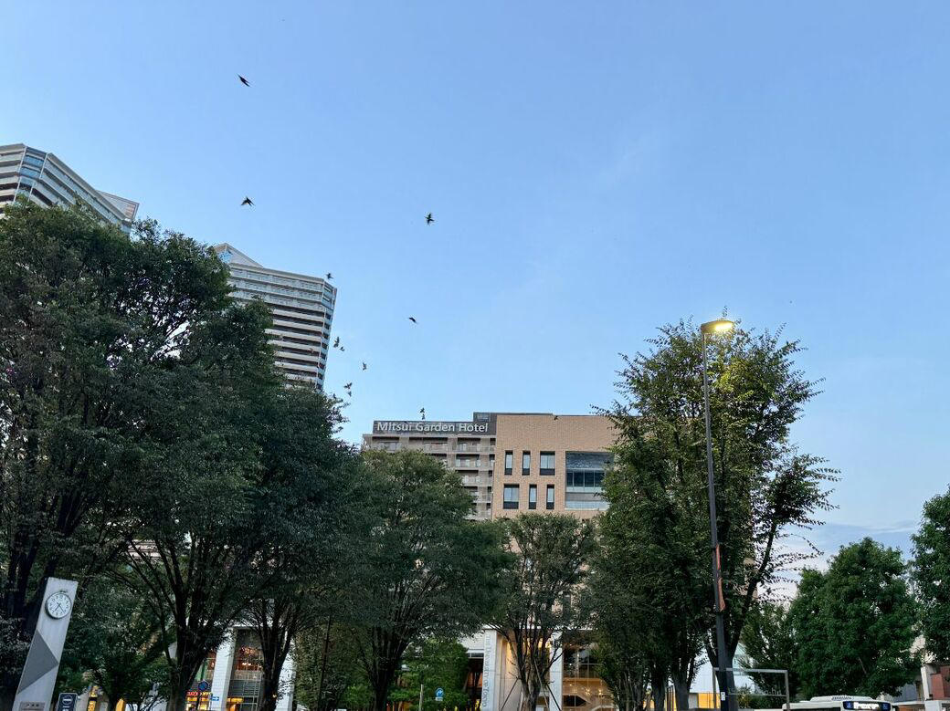 柏の葉の地は「軍」とともにあった, なぜ、三井不動産は柏の葉で街づくりをしているのか, 単なる不動産開発を超えた街づくり, 木が多いからこそ？求められるムクドリ対応, 未来が楽しみな街「柏の葉」