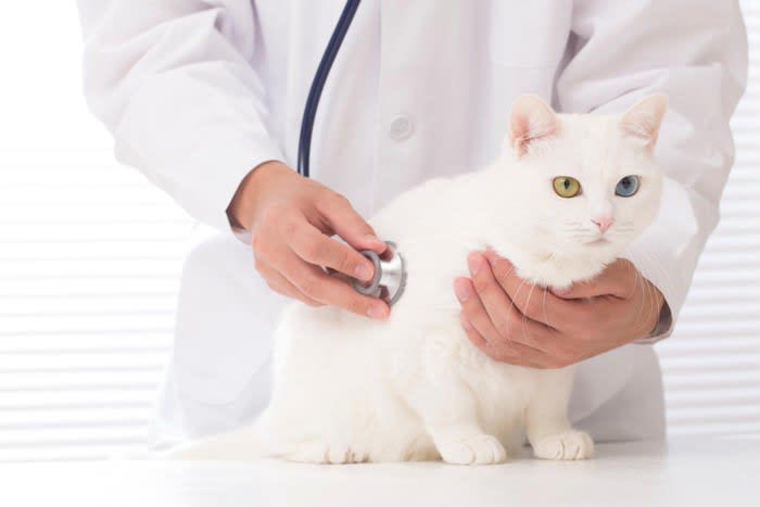 いい飼い方：完全室内飼い, 悪い飼い方：外への行き来を自由にする, いい飼い方：猫用品を充実させる, 悪い飼い方：猫のための設備がない, いい飼い方：こまめに動物病院に連れていく, 悪い飼い方：動物病院に行くのを避ける, 4.スキンシップ, いい飼い方：猫のペースに合わせる, 悪い飼い方：自分勝手に触ろうとする