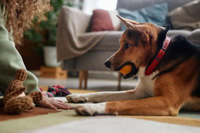 愛犬が生活の中心になることで起こりうるリスク, 1.人間関係を疎かにしてしまう, 2.家族との時間を疎かにしてしまう, 3.できないことが増えてストレスを感じてしまう