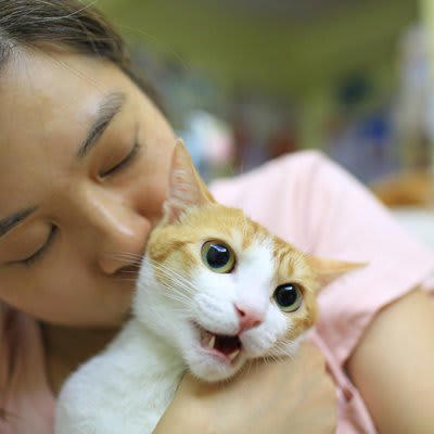 猫が「本気でイヤな人」にだけ見せる4つの行為, 1.後ずさりして威嚇する, 2.引っ掻いたり噛みついたりする, 3.尻尾を左右に激しく振る, 4.大きな音・急な動きに敏感に反応, どうしてそんなに嫌われるの？猫が心を閉ざす理由を解説, 大きな声や突然の音, 強引なスキンシップ