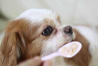 犬は亡くなる前に行動や体調に変化が現れる, 犬が『死ぬ前にみせる予兆』5選, 1.いつもより近くにいたがり甘えてくる, 2.食欲が一気に減退する, 3.体温が低下する, 4.体臭や口臭が変化したりきつくなる, 5.呼吸が乱れる, 犬の死期を悟ったら…飼い主ができること
