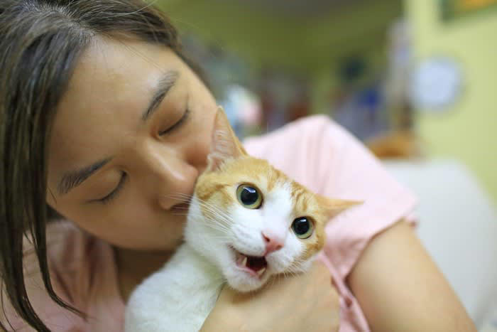 猫が「本気でイヤな人」にだけ見せる4つの行為, 1.後ずさりして威嚇する, 2.引っ掻いたり噛みついたりする, 3.尻尾を左右に激しく振る, 4.大きな音・急な動きに敏感に反応, どうしてそんなに嫌われるの？猫が心を閉ざす理由を解説, 大きな声や突然の音, 強引なスキンシップ