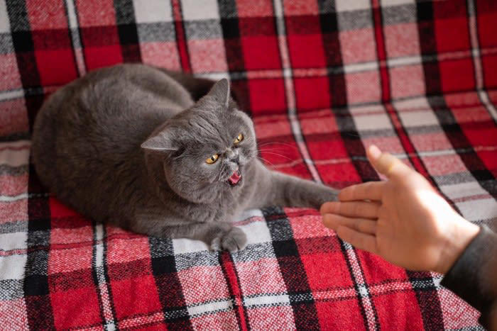 『ストレスでダメージを受けている猫』に起きる異変4選, 1.攻撃的・破壊的になる, 2.食欲不振、もしくは過食, 3.過剰にグルーミングをする, 猫のストレスを溜めないようにする、解決法は？, 生活環境を安定させる, 適度な運動と遊びの時間, コミュニケーションの充実, 環境エンリッチメントを意識する