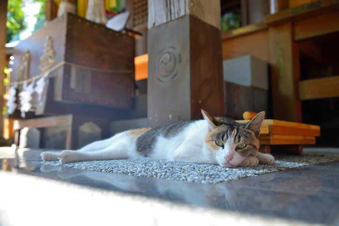 猫にまつわる伝説や伝承がある神社仏閣4選, 1.豪徳寺（東京都）, 2.今戸神社（東京都）, 3.猫寺 雲林寺（山口県）, 4.檀王法林寺（京都府）, 猫の御朱印がもらえる神社, 宝珠院（東京都）, 猿田彦神社（三重県）, 大将軍八神社（京都府）