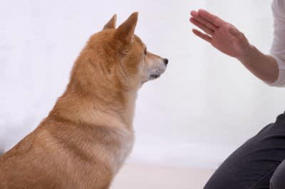 犬はどんなときに気持ちが高ぶってしまうの？, 『興奮しやすい犬種』5選, 1.ジャック・ラッセル・テリア, 3.ミニチュアダックスフンド, 4.トイプードル, 5.ポメラニアン, 興奮した犬を落ち着かせる方法