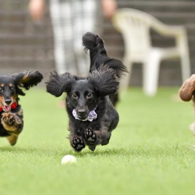 犬はどんなときに気持ちが高ぶってしまうの？, 『興奮しやすい犬種』5選, 1.ジャック・ラッセル・テリア, 3.ミニチュアダックスフンド, 4.トイプードル, 5.ポメラニアン, 興奮した犬を落ち着かせる方法