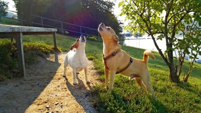 犬はどんなときに気持ちが高ぶってしまうの？, 『興奮しやすい犬種』5選, 1.ジャック・ラッセル・テリア, 3.ミニチュアダックスフンド, 4.トイプードル, 5.ポメラニアン, 興奮した犬を落ち着かせる方法