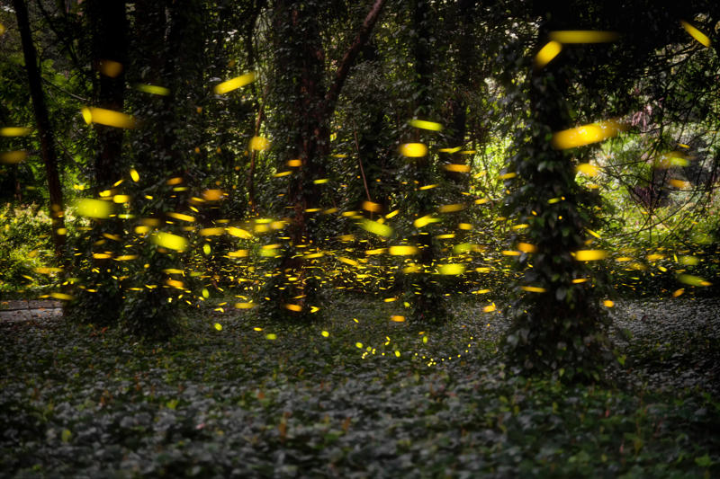 Are we the last generation to see fireflies? From warning signal to summer romance, The magical firefly show, Nature sets the date, Where fireflies light up North America, What fireflies need to survive, How lights are dimming the firefly glow, Why firefly larvae need humidity, How farming chemicals may be hurting fireflies, Not all fireflies face the same threat, Local species are in trouble, Why knowing firefly species matters, How data and tech are helping save fireflies