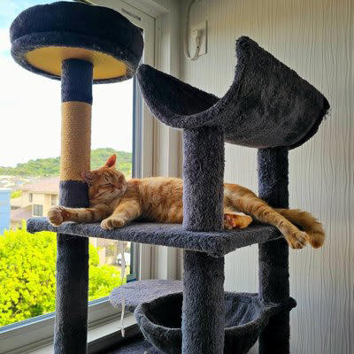 『ストレスでダメージを受けている猫』に起きる異変4選, 1.攻撃的・破壊的になる, 2.食欲不振、もしくは過食, 3.過剰にグルーミングをする, 猫のストレスを溜めないようにする、解決法は？, 生活環境を安定させる, 適度な運動と遊びの時間, コミュニケーションの充実, 環境エンリッチメントを意識する