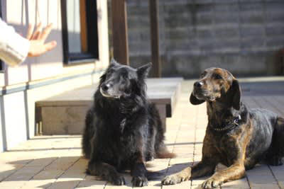 犬はどんなときに気持ちが高ぶってしまうの？, 『興奮しやすい犬種』5選, 1.ジャック・ラッセル・テリア, 3.ミニチュアダックスフンド, 4.トイプードル, 5.ポメラニアン, 興奮した犬を落ち着かせる方法